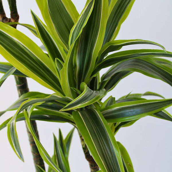 PLANT IN A BOX - Dragonnier - Dracaena 'Lemon Lime' - Hauteur 130-140cm - ⌀24cm - large