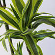 PLANT IN A BOX - Dragonnier - Dracaena 'Lemon Lime' - Hauteur 130-140cm - ⌀24cm - vignette