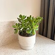 PLANT IN A BOX - Arbre de jade - Crassula ovata 'Minor' - Hauteur 30-35cm - ⌀17cm - vignette
