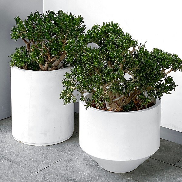 PLANT IN A BOX - Arbre de jade - Crassula ovata 'Minor' - Hauteur 30-35cm - ⌀17cm - large