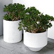 PLANT IN A BOX - Arbre de jade - Crassula ovata 'Minor' - Hauteur 30-35cm - ⌀17cm - vignette