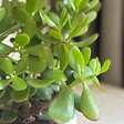 PLANT IN A BOX - Arbre de jade - Crassula ovata 'Minor' - Hauteur 30-35cm - ⌀17cm - vignette