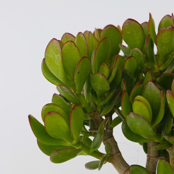 PLANT IN A BOX - Arbre de jade - Crassula ovata 'Minor' - Hauteur 30-35cm - ⌀17cm - large