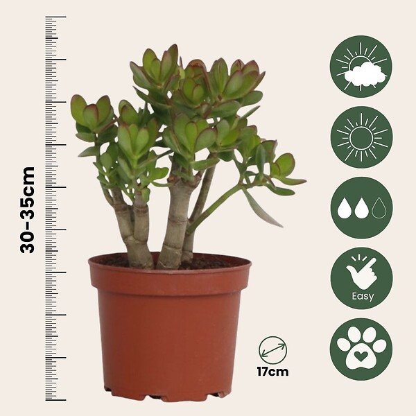 PLANT IN A BOX - Arbre de jade - Crassula ovata 'Minor' - Hauteur 30-35cm - ⌀17cm - large