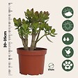 PLANT IN A BOX - Arbre de jade - Crassula ovata 'Minor' - Hauteur 30-35cm - ⌀17cm - vignette