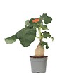 PLANT IN A BOX - Podagre - Jatropha podagrica - Hauteur 25-45cm - ⌀13cm - vignette