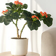 PLANT IN A BOX - Podagre - Jatropha podagrica - Hauteur 25-45cm - ⌀13cm - vignette