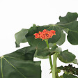 PLANT IN A BOX - Podagre - Jatropha podagrica - Hauteur 25-45cm - ⌀13cm - vignette