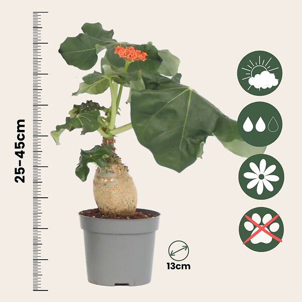 PLANT IN A BOX - Podagre - Jatropha podagrica - Hauteur 25-45cm - ⌀13cm - large