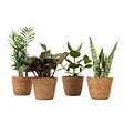 PLANT IN A BOX - Plantes d’intérieur faciles - Lot de 4 avec panier - Hauteur 25-40cm - ⌀12cm - vignette