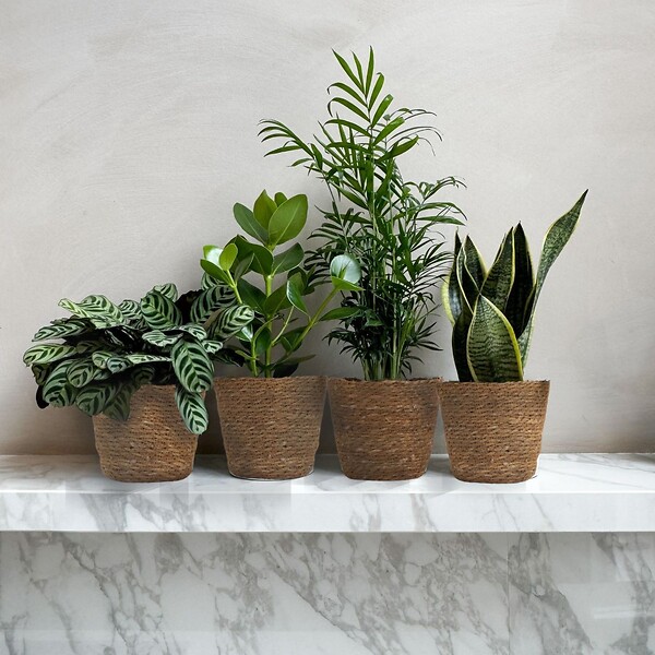 PLANT IN A BOX - Plantes d’intérieur faciles - Lot de 4 avec panier - Hauteur 25-40cm - ⌀12cm - large