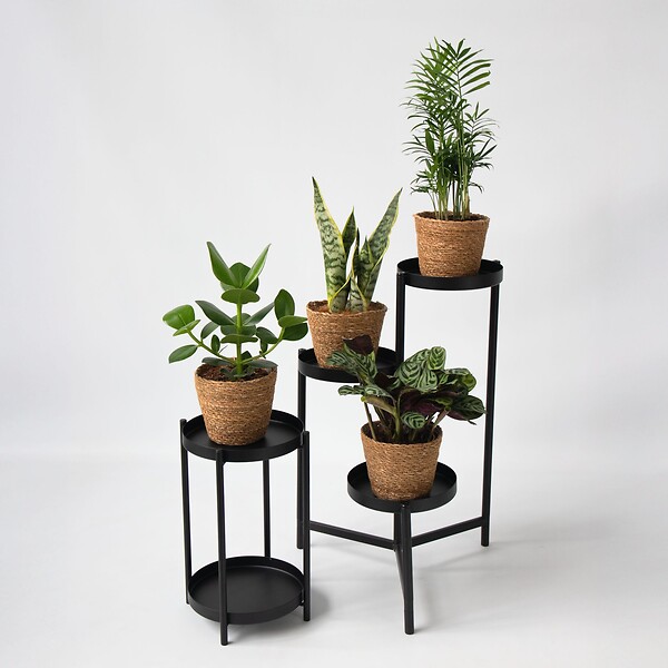 PLANT IN A BOX - Plantes d’intérieur faciles - Lot de 4 avec panier - Hauteur 25-40cm - ⌀12cm - large
