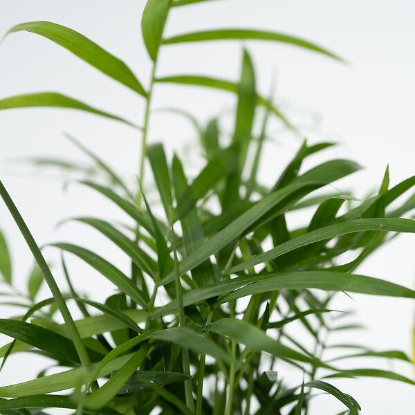 PLANT IN A BOX - Plantes d’intérieur faciles - Lot de 4 avec panier - Hauteur 25-40cm - ⌀12cm - large
