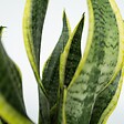 PLANT IN A BOX - Plantes d’intérieur faciles - Lot de 4 avec panier - Hauteur 25-40cm - ⌀12cm - vignette