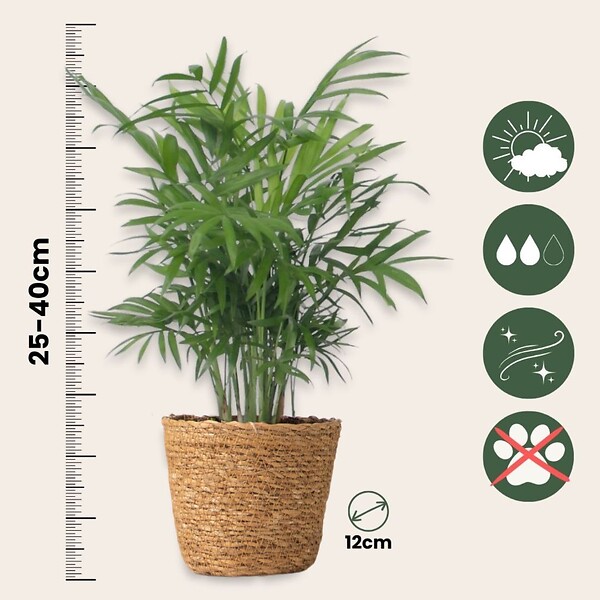 PLANT IN A BOX - Plantes d’intérieur faciles - Lot de 4 avec panier - Hauteur 25-40cm - ⌀12cm - large