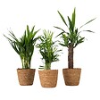PLANT IN A BOX - Lot de 3 mini palmiers avec paniers - Hauteur 25-40cm - ⌀12cm - vignette