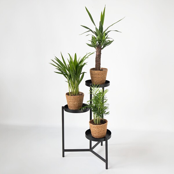 PLANT IN A BOX - Lot de 3 mini palmiers avec paniers - Hauteur 25-40cm - ⌀12cm - large