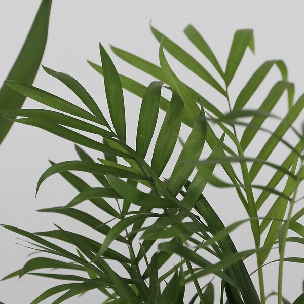 PLANT IN A BOX - Lot de 3 mini palmiers avec paniers - Hauteur 25-40cm - ⌀12cm - large
