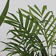 PLANT IN A BOX - Lot de 3 mini palmiers avec paniers - Hauteur 25-40cm - ⌀12cm - vignette
