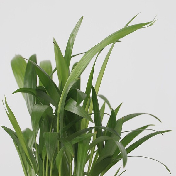PLANT IN A BOX - Lot de 3 mini palmiers avec paniers - Hauteur 25-40cm - ⌀12cm - large