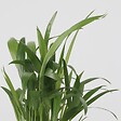 PLANT IN A BOX - Lot de 3 mini palmiers avec paniers - Hauteur 25-40cm - ⌀12cm - vignette