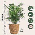 PLANT IN A BOX - Lot de 3 mini palmiers avec paniers - Hauteur 25-40cm - ⌀12cm - vignette