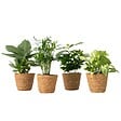PLANT IN A BOX - Mix de plantes d’intérieur dans panier décoratif -  x4 - Hauteur 25-40cm - ⌀12cm - vignette