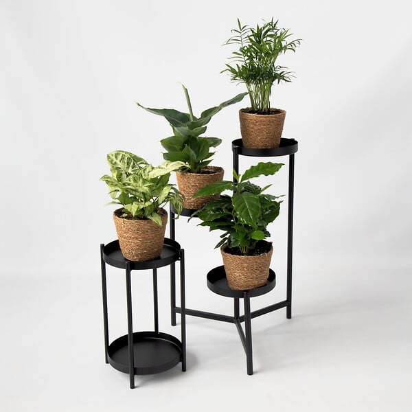 PLANT IN A BOX - Mix de plantes d’intérieur dans panier décoratif -  x4 - Hauteur 25-40cm - ⌀12cm - large