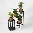 PLANT IN A BOX - Mix de plantes d’intérieur dans panier décoratif -  x4 - Hauteur 25-40cm - ⌀12cm - vignette