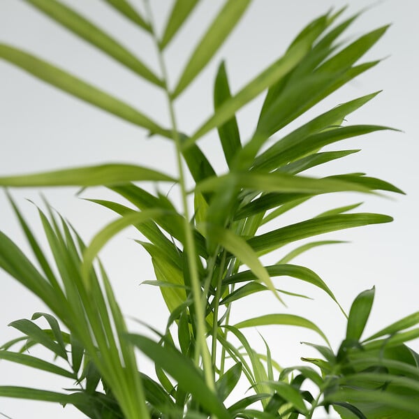 PLANT IN A BOX - Mix de plantes d’intérieur dans panier décoratif -  x4 - Hauteur 25-40cm - ⌀12cm - large