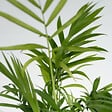 PLANT IN A BOX - Mix de plantes d’intérieur dans panier décoratif -  x4 - Hauteur 25-40cm - ⌀12cm - vignette