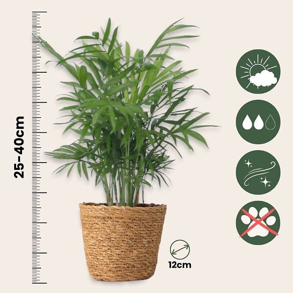 PLANT IN A BOX - Mix de plantes d’intérieur dans panier décoratif -  x4 - Hauteur 25-40cm - ⌀12cm - large