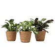 PLANT IN A BOX - Lot de 3 plantes d’intérieur avec paniers - Hauteur 25-40cm - ⌀12cm - vignette