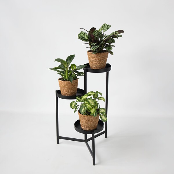 PLANT IN A BOX - Lot de 3 plantes d’intérieur avec paniers - Hauteur 25-40cm - ⌀12cm - large