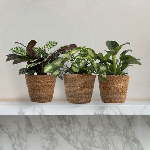 PLANT IN A BOX - Lot de 3 plantes d’intérieur avec paniers - Hauteur 25-40cm - ⌀12cm - large