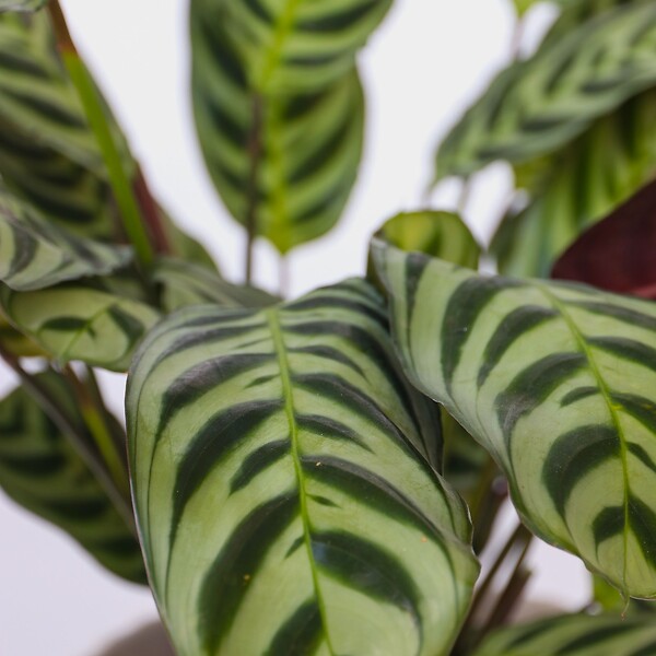 PLANT IN A BOX - Lot de 3 plantes d’intérieur avec paniers - Hauteur 25-40cm - ⌀12cm - large