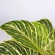PLANT IN A BOX - Lot de 3 plantes d’intérieur avec paniers - Hauteur 25-40cm - ⌀12cm - vignette