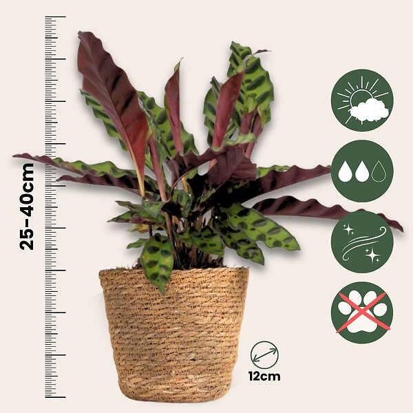 PLANT IN A BOX - Lot de 3 plantes d’intérieur avec paniers - Hauteur 25-40cm - ⌀12cm - large