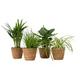 PLANT IN A BOX - Plantes sans danger - Lot de 4 avec paniers - H.25-40cm - ⌀12cm - vignette