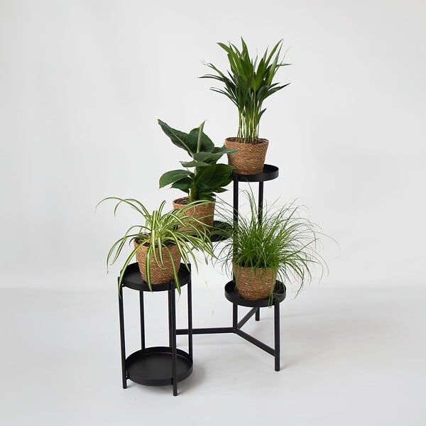PLANT IN A BOX - Plantes sans danger - Lot de 4 avec paniers - H.25-40cm - ⌀12cm - large