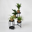 PLANT IN A BOX - Plantes sans danger - Lot de 4 avec paniers - H.25-40cm - ⌀12cm - vignette