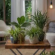 PLANT IN A BOX - Plantes sans danger - Lot de 4 avec paniers - H.25-40cm - ⌀12cm - vignette