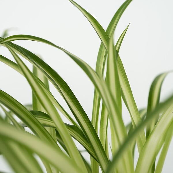 PLANT IN A BOX - Plantes sans danger - Lot de 4 avec paniers - H.25-40cm - ⌀12cm - large