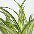PLANT IN A BOX - Plantes sans danger - Lot de 4 avec paniers - H.25-40cm - ⌀12cm - vignette