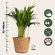 PLANT IN A BOX - Plantes sans danger - Lot de 4 avec paniers - H.25-40cm - ⌀12cm - vignette