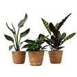 PLANT IN A BOX - Lot de 3 plantes d’intérieur avec paniers - Hauteur 25-40cm - ⌀12cm - vignette