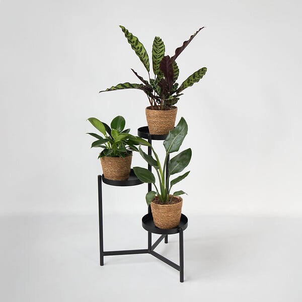 PLANT IN A BOX - Lot de 3 plantes d’intérieur avec paniers - Hauteur 25-40cm - ⌀12cm - large