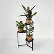PLANT IN A BOX - Lot de 3 plantes d’intérieur avec paniers - Hauteur 25-40cm - ⌀12cm - vignette