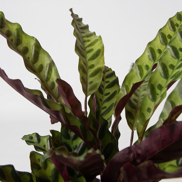 PLANT IN A BOX - Lot de 3 plantes d’intérieur avec paniers - Hauteur 25-40cm - ⌀12cm - large