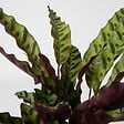 PLANT IN A BOX - Lot de 3 plantes d’intérieur avec paniers - Hauteur 25-40cm - ⌀12cm - vignette